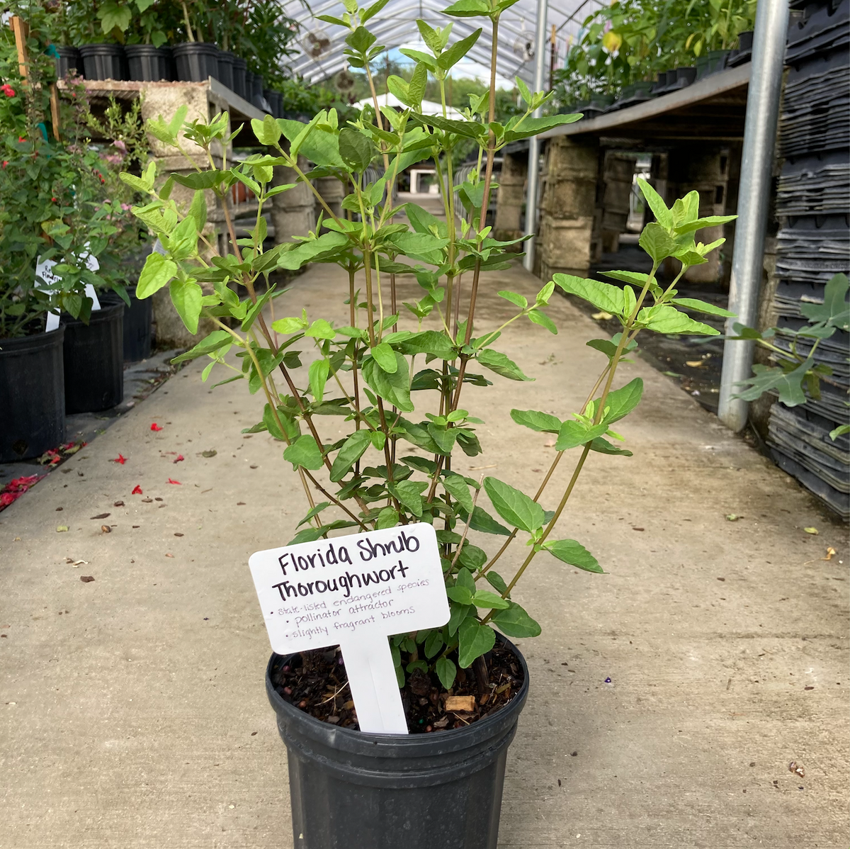 Florida Shrub Thoroughwort