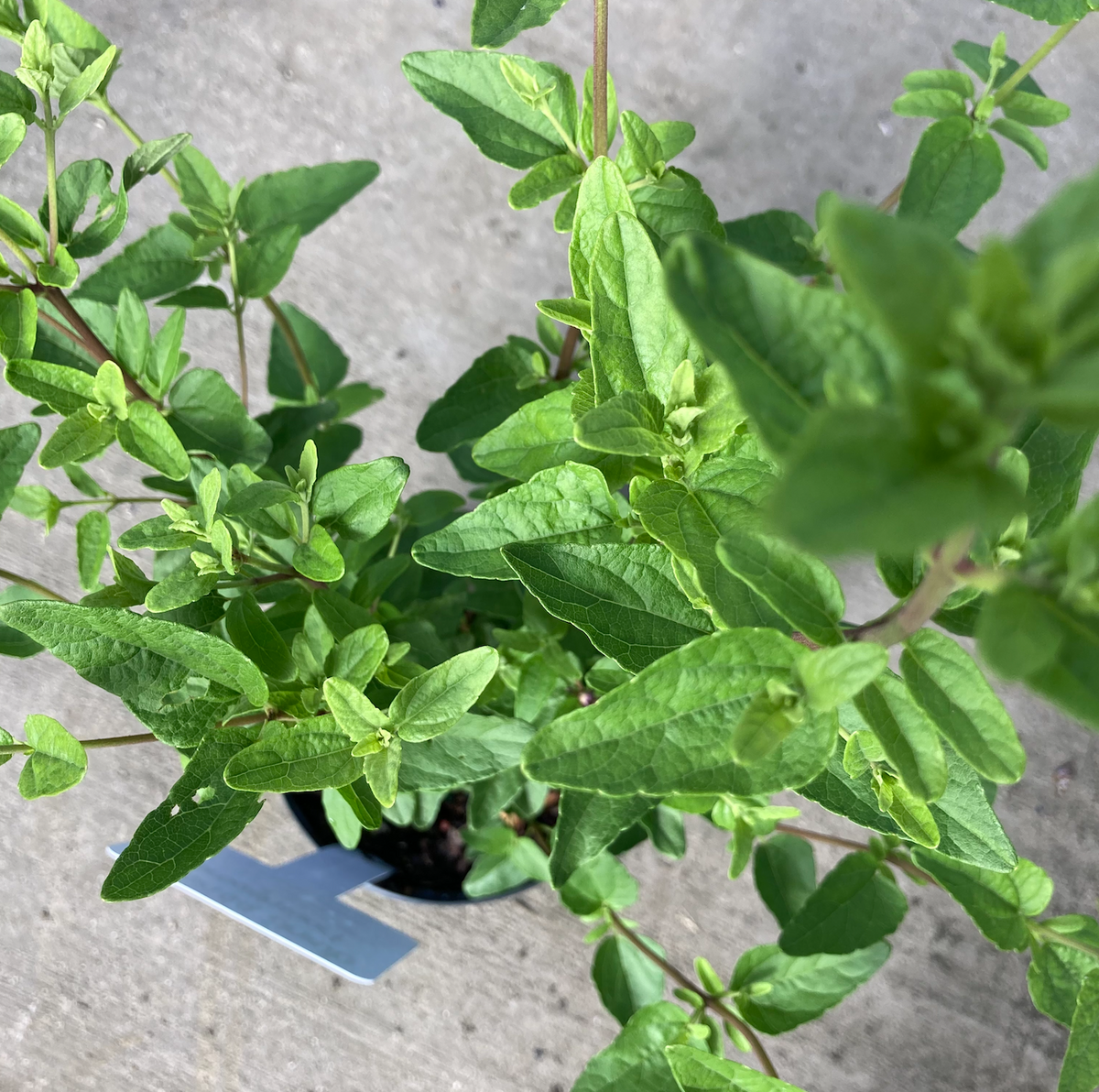 Florida Shrub Thoroughwort
