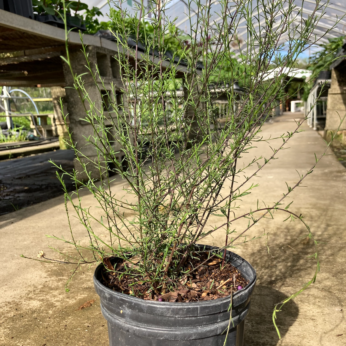 Native Bush Aster aka Rice Button Aster