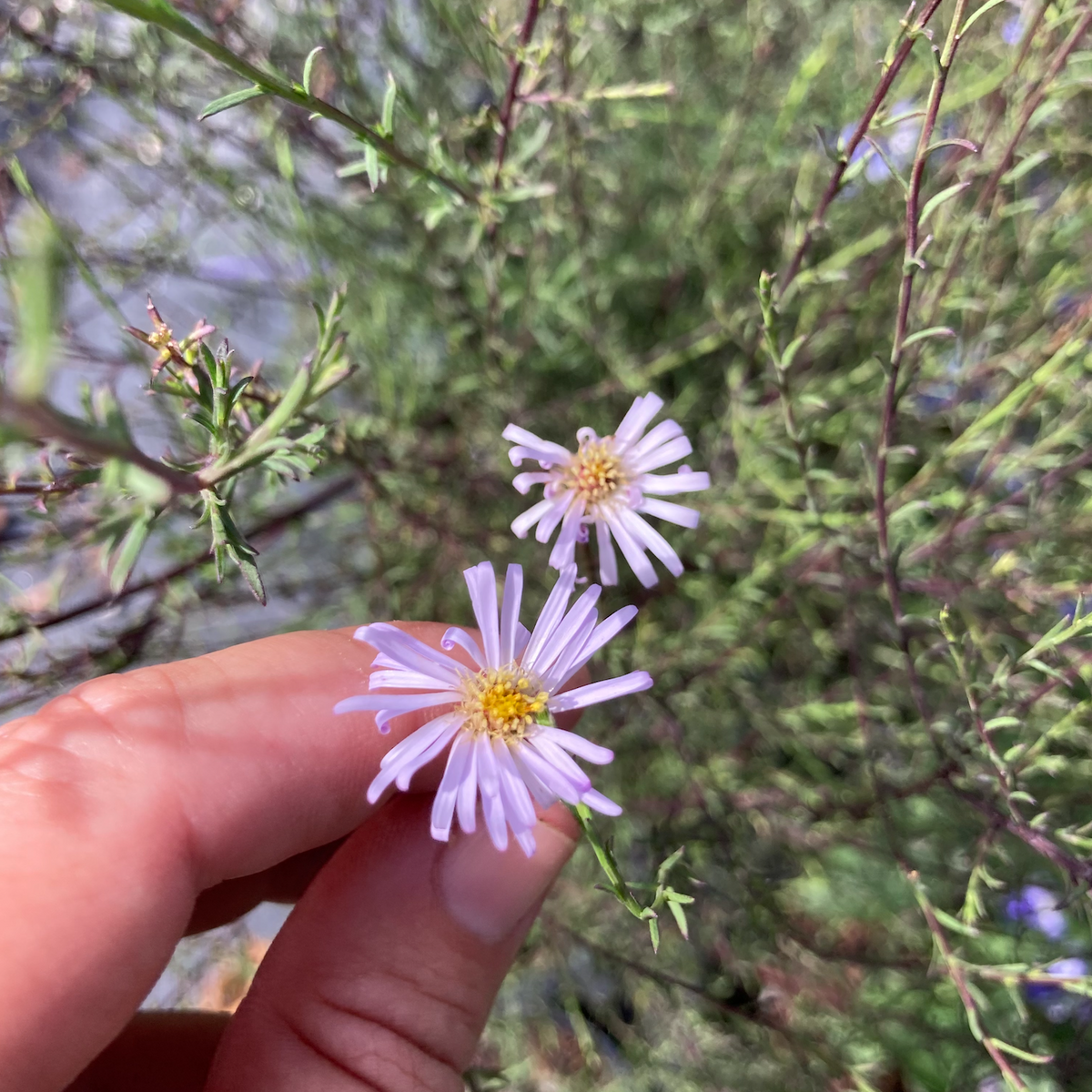 Native Bush Aster aka Rice Button Aster
