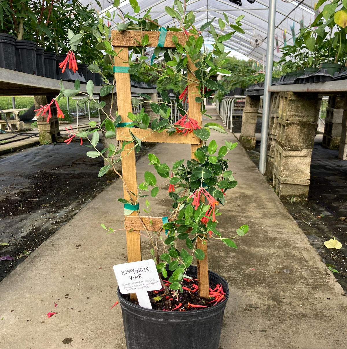 Native Coral Honeysuckle