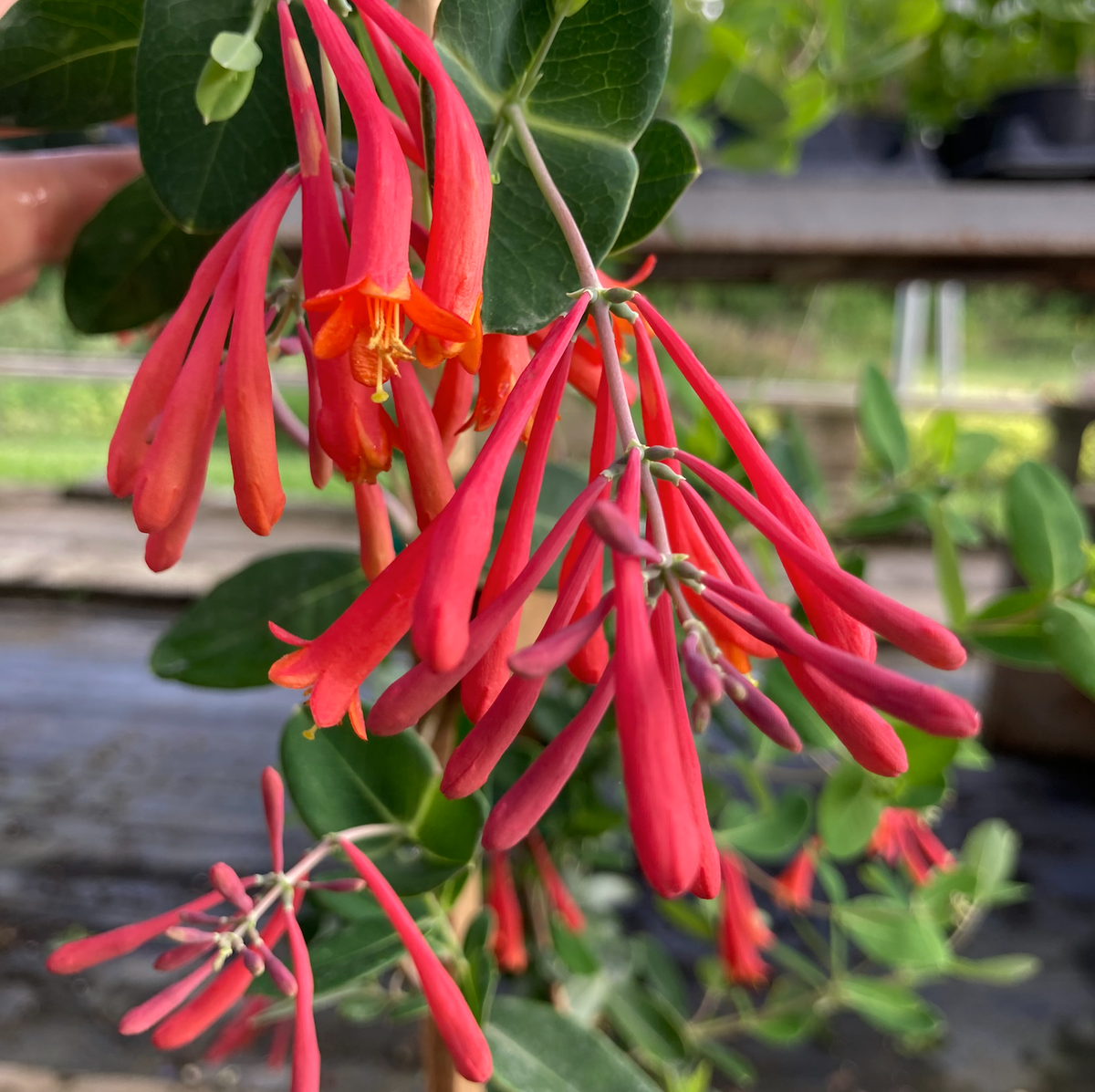 Native Coral Honeysuckle