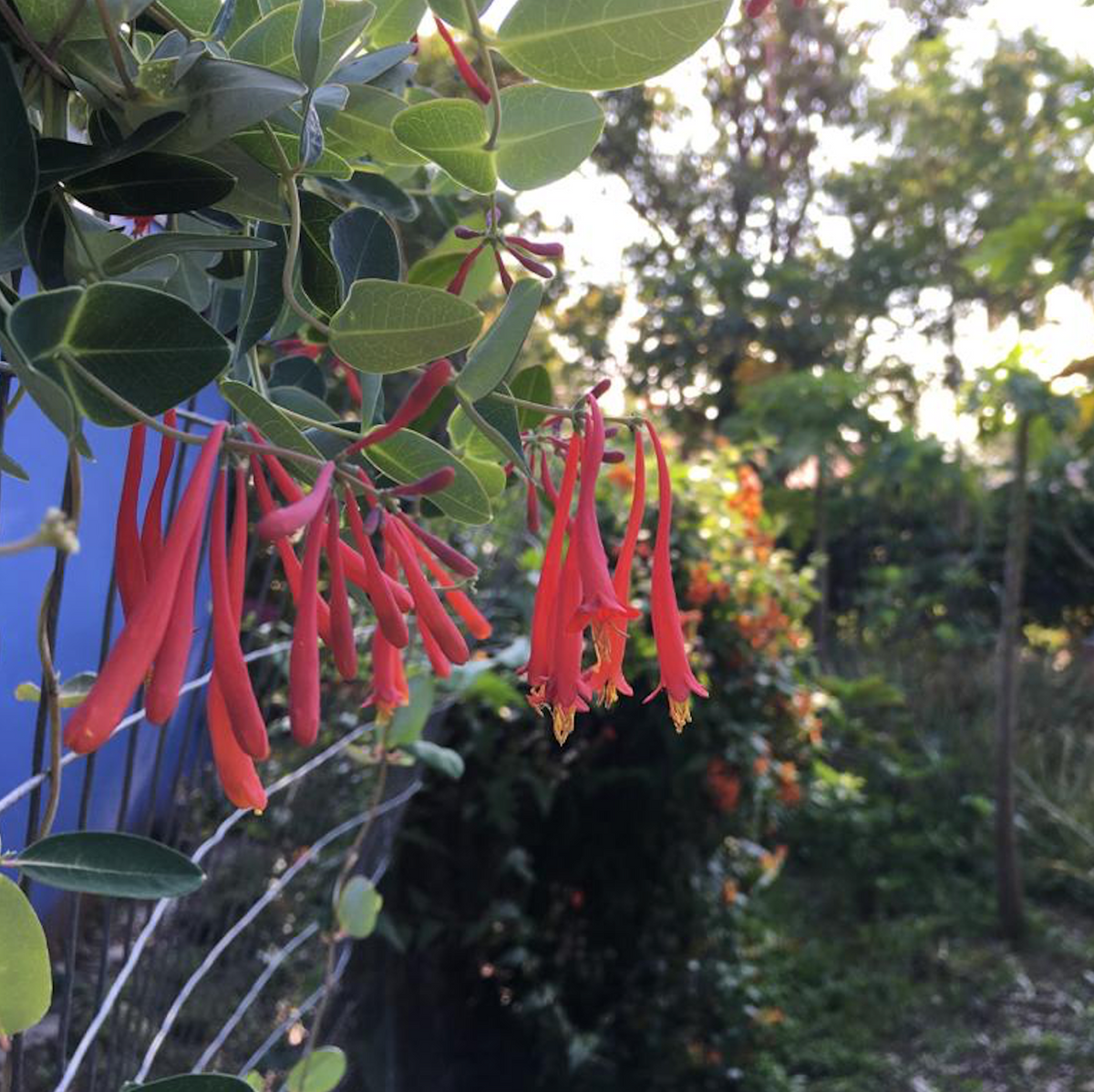 Native Coral Honeysuckle