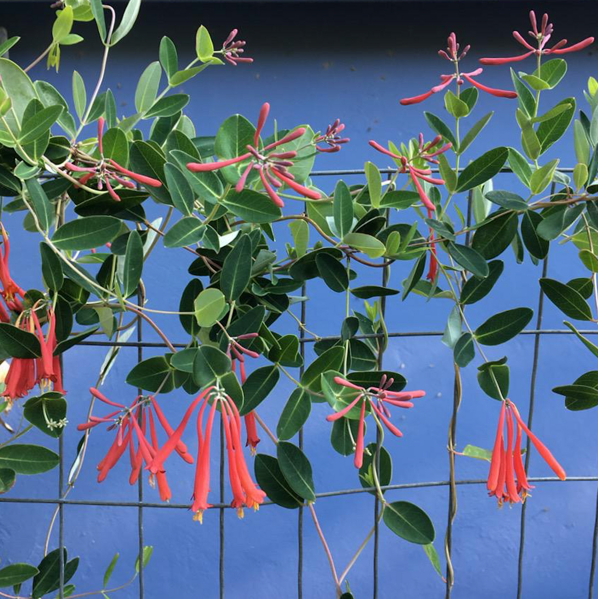 Native Coral Honeysuckle