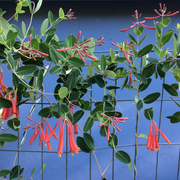 Native Coral Honeysuckle