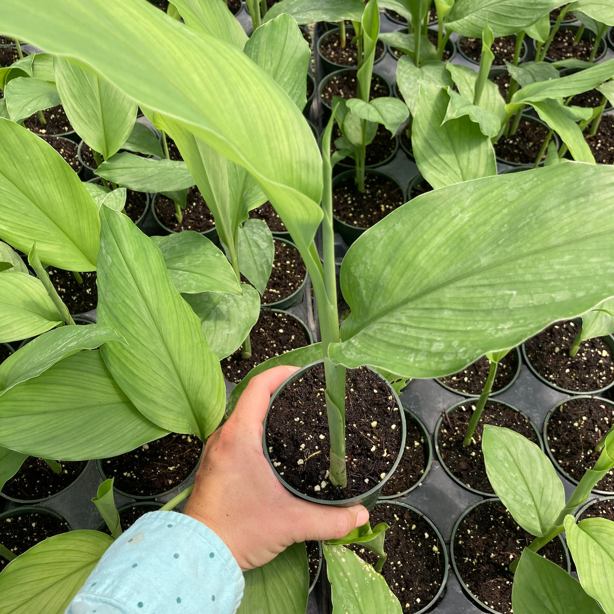 Turmeric plant