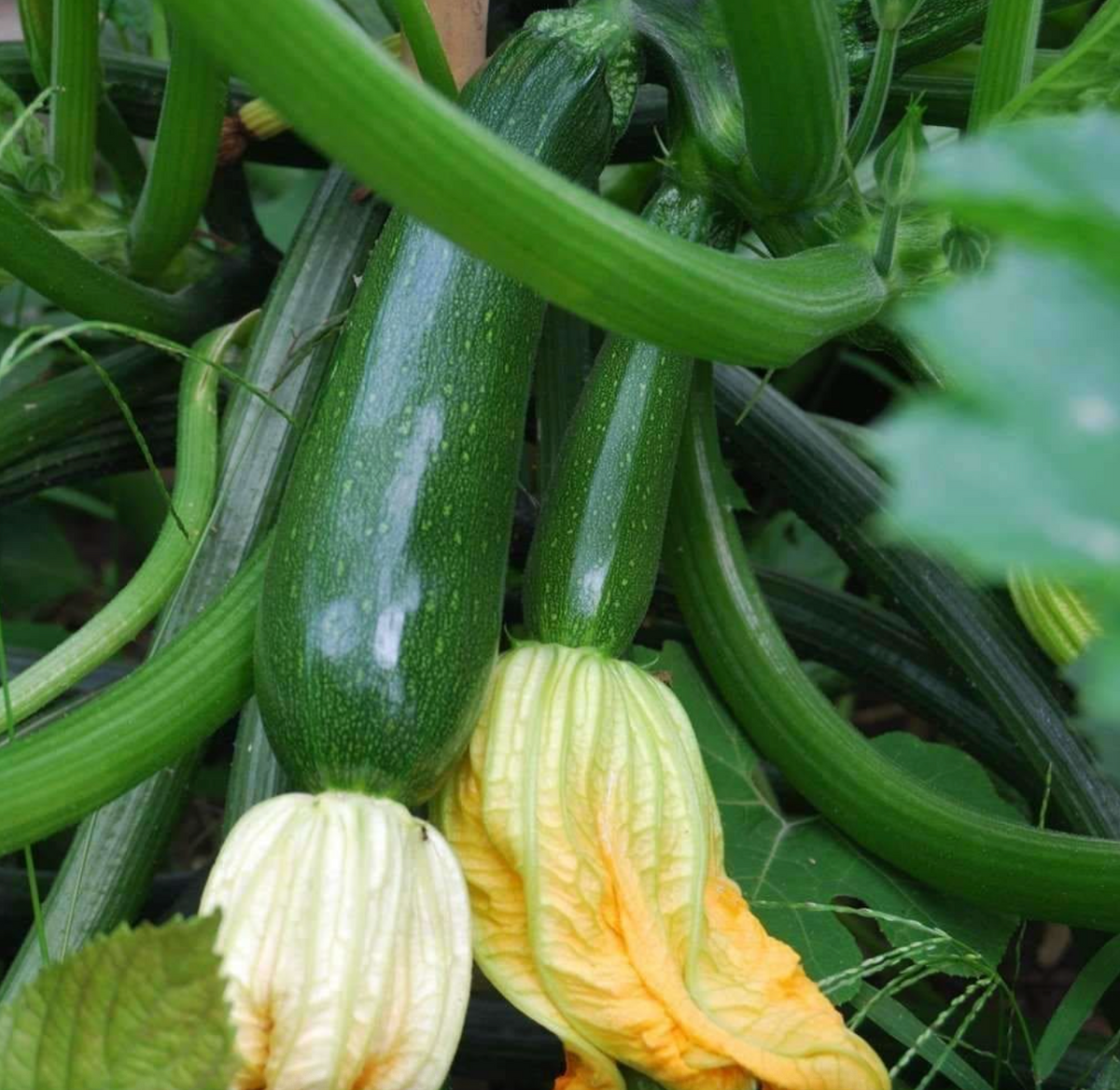 Dark Green Zucchini Seed Packet