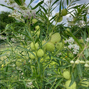 Puffball Milkweed