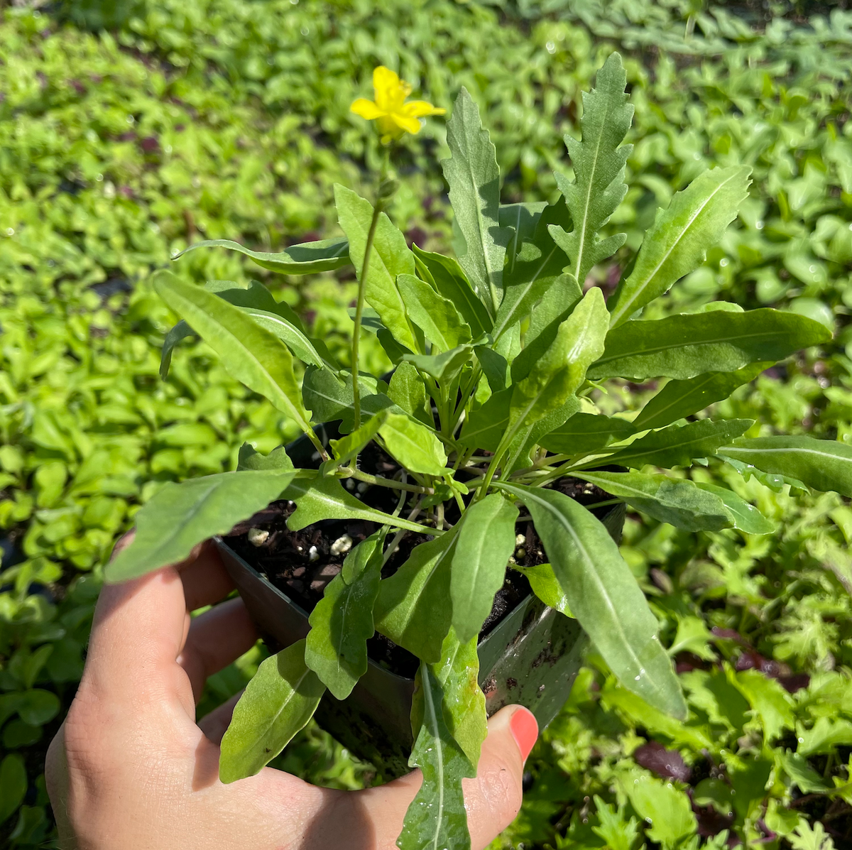 Sylvetta Wild Arugula