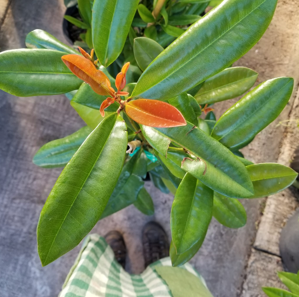 Bay Rum Tree