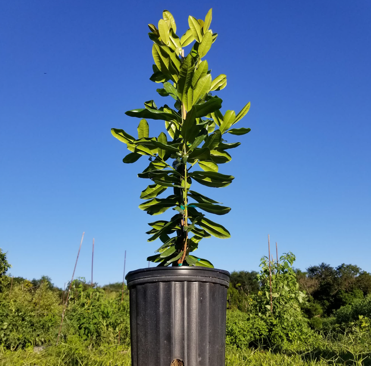 Bay Rum Tree
