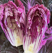 Merlot Napa Cabbage