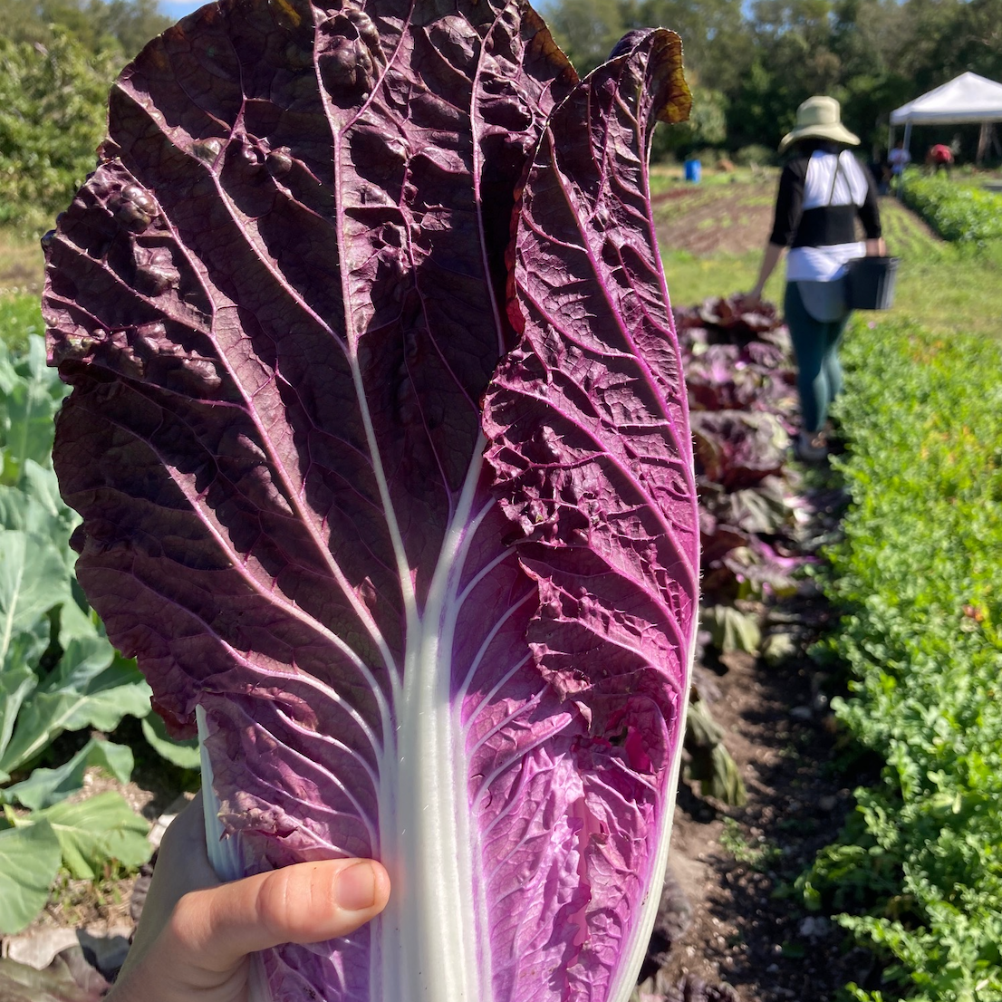 Merlot Napa Cabbage