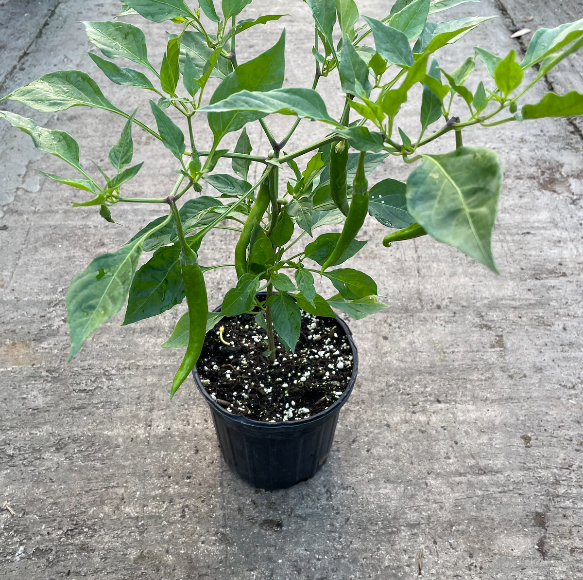 Cayenne Pepper