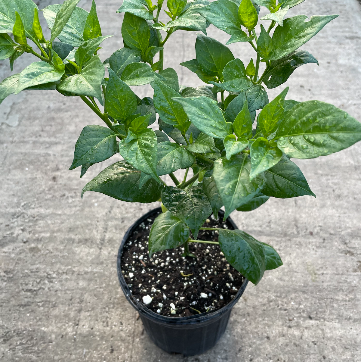 Red Biquinho Pepper