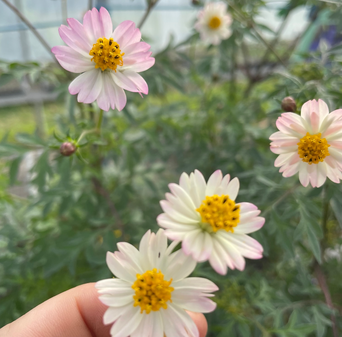 WILD COSMO (COSMO CAUDATUS) 30 SEEDS no