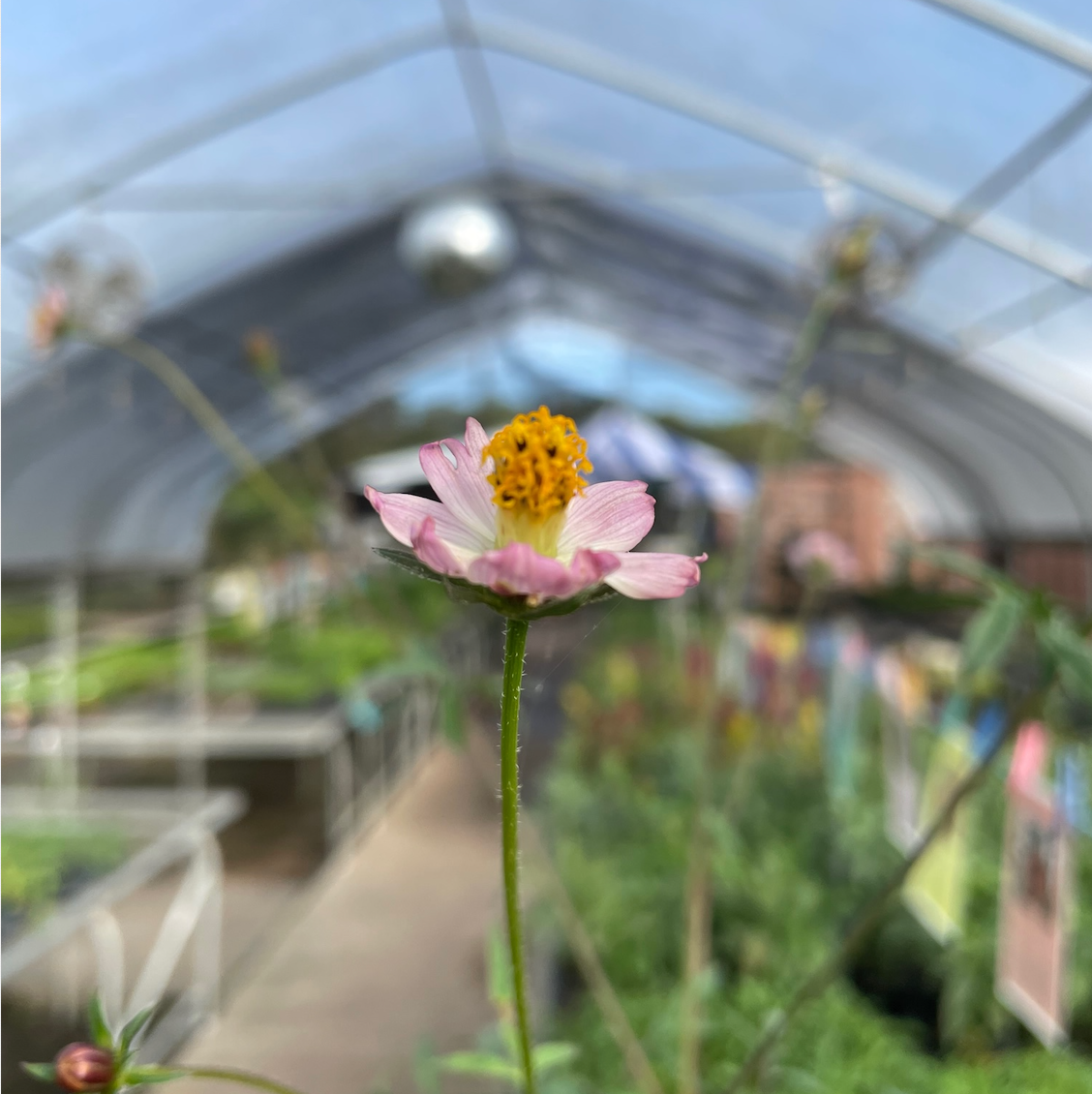 Wild Cosmos