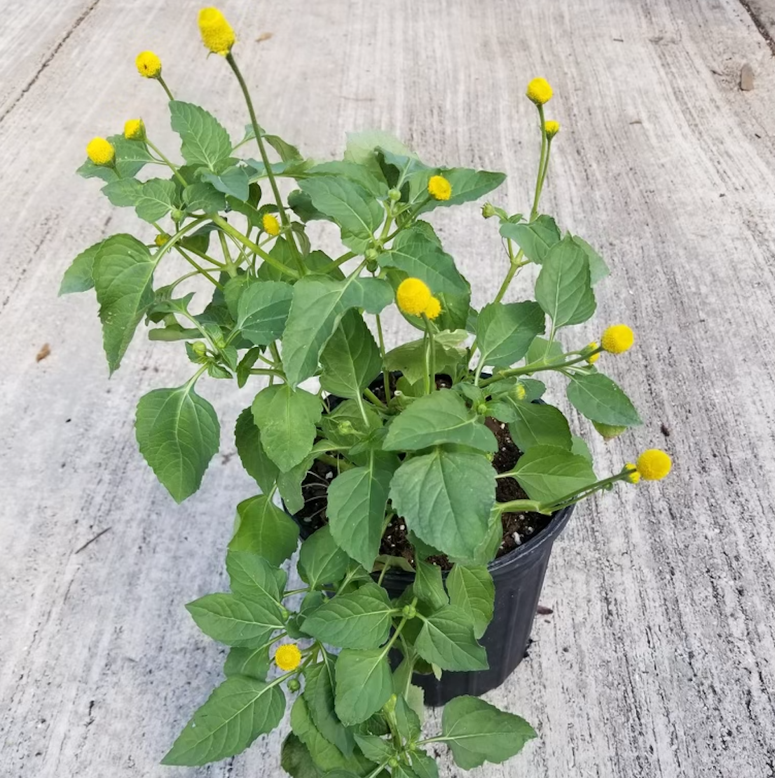 Spilanthes aka Buzz Buttons