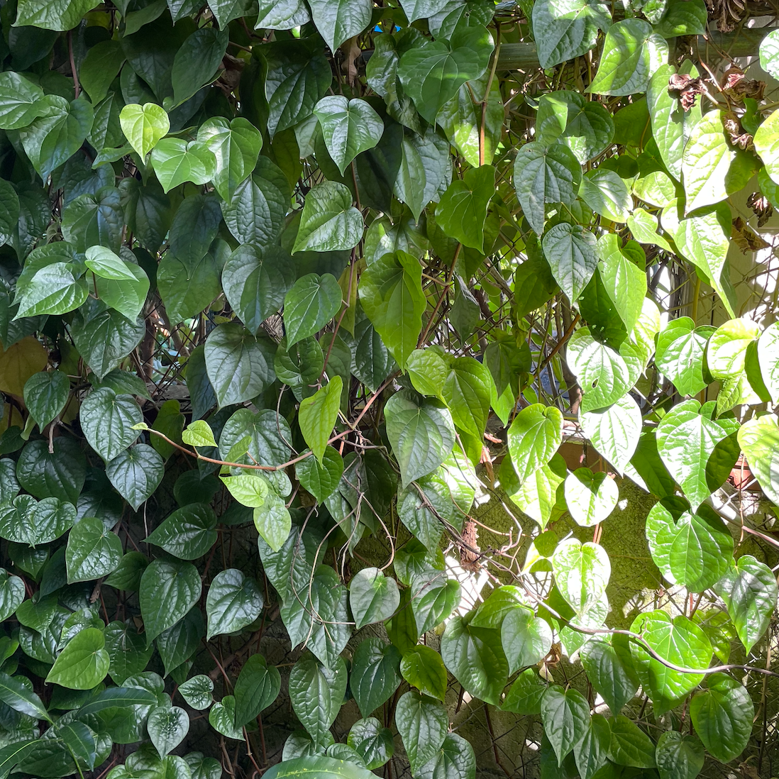 Betel Leaf Vine