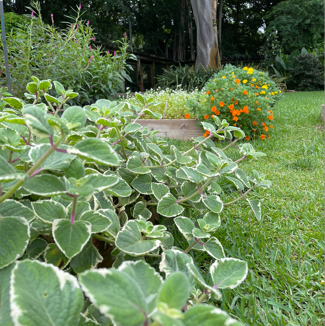 Bicolor Cuban Oregano