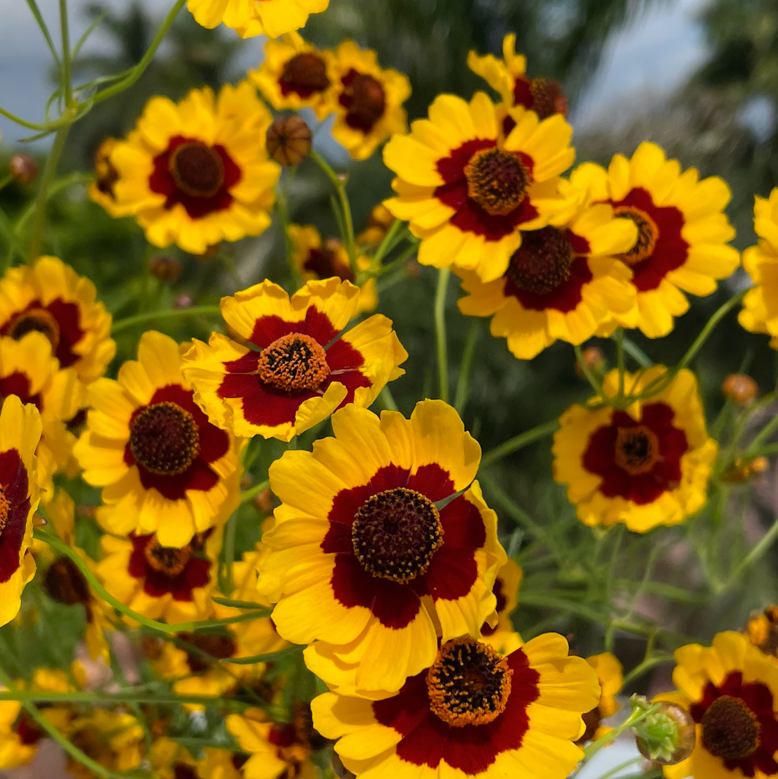 COREOPSIS SEEDS (COREOPSIS TINCTORIA) 50 SEEDS