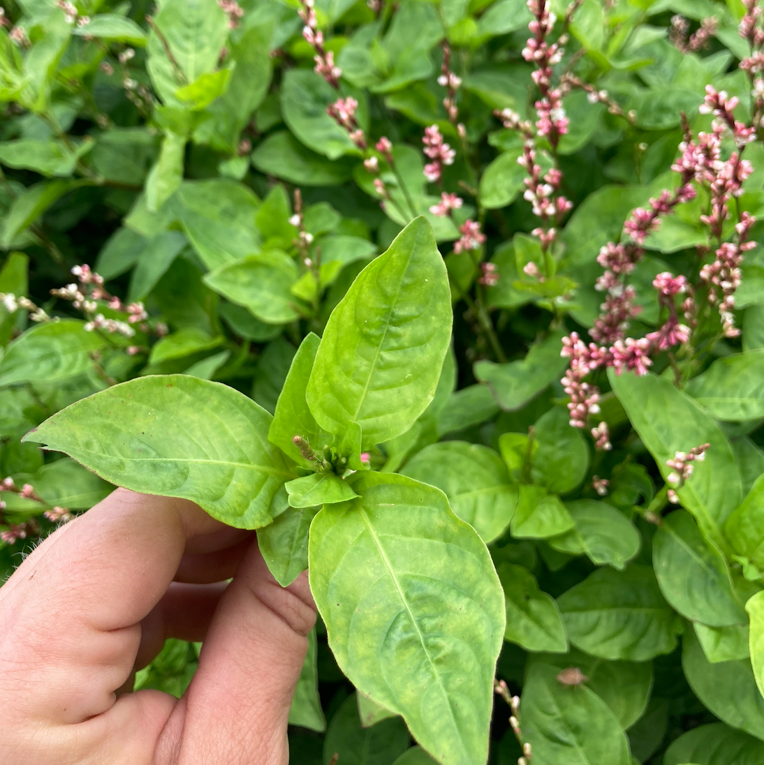Japanese Indigo (Polygonum tinctorium) 100 seeds