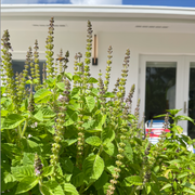 Krishna Holy Basil / Tulsi