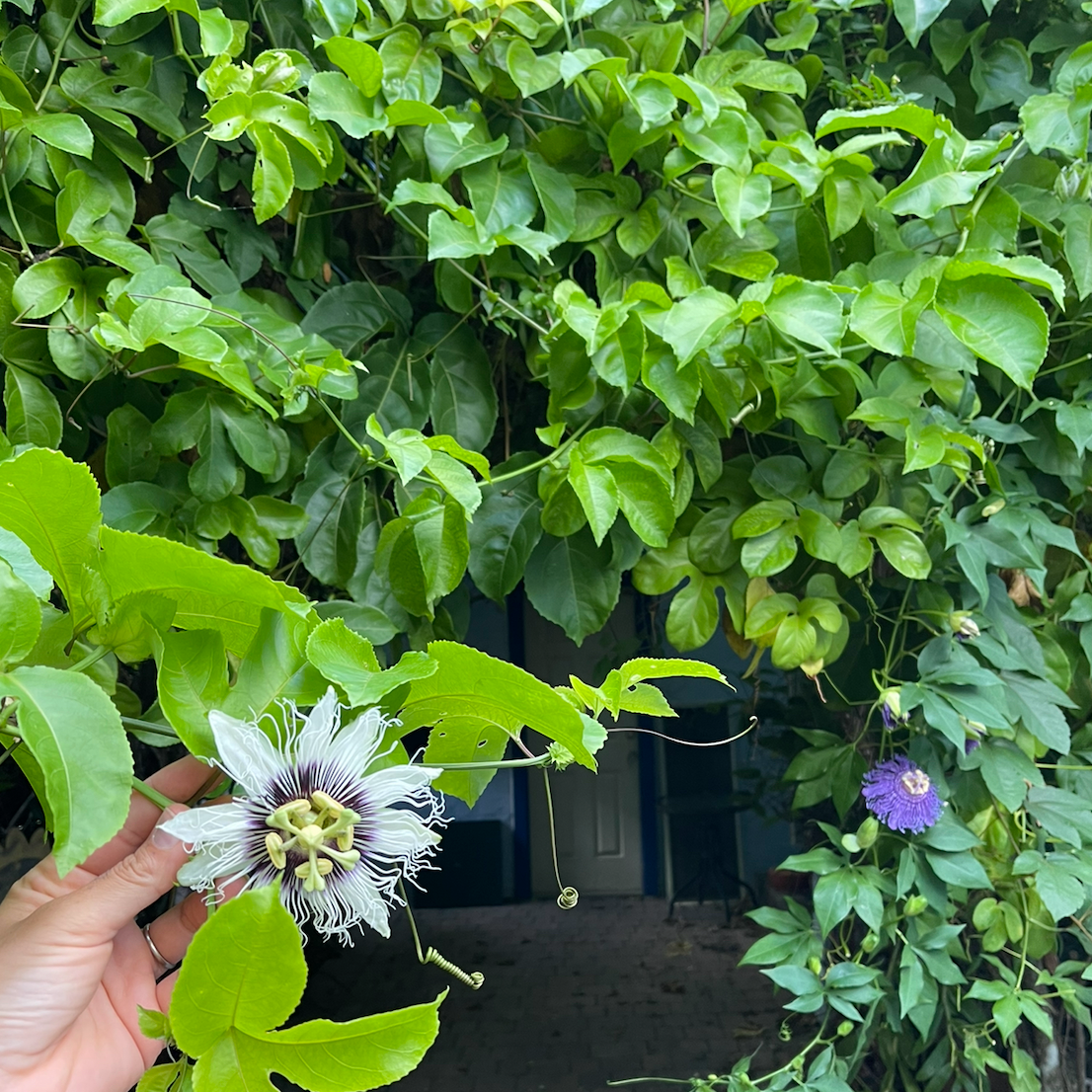 Purple Passionfruit Vine