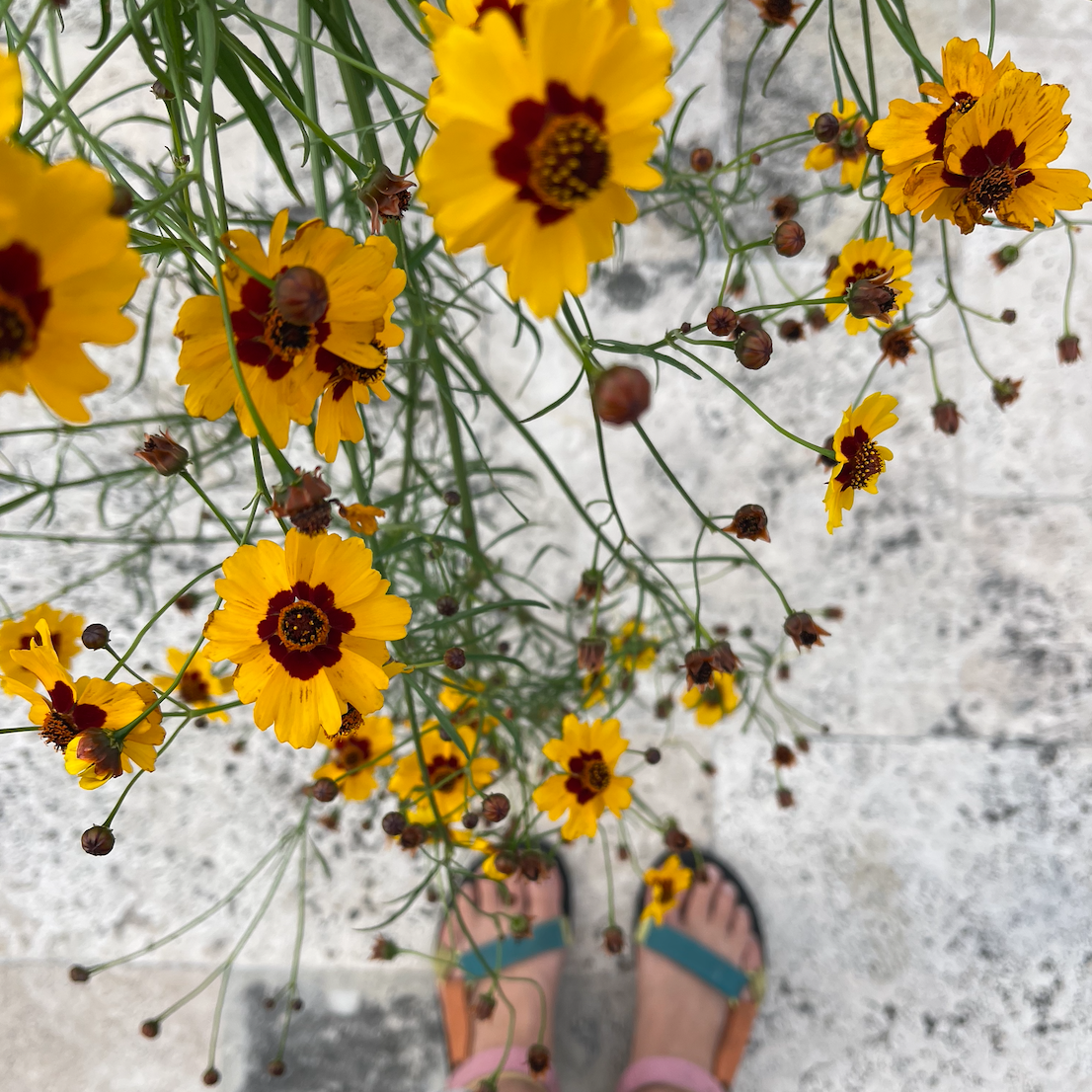 Tickseed /  Coreopsis - Plains
