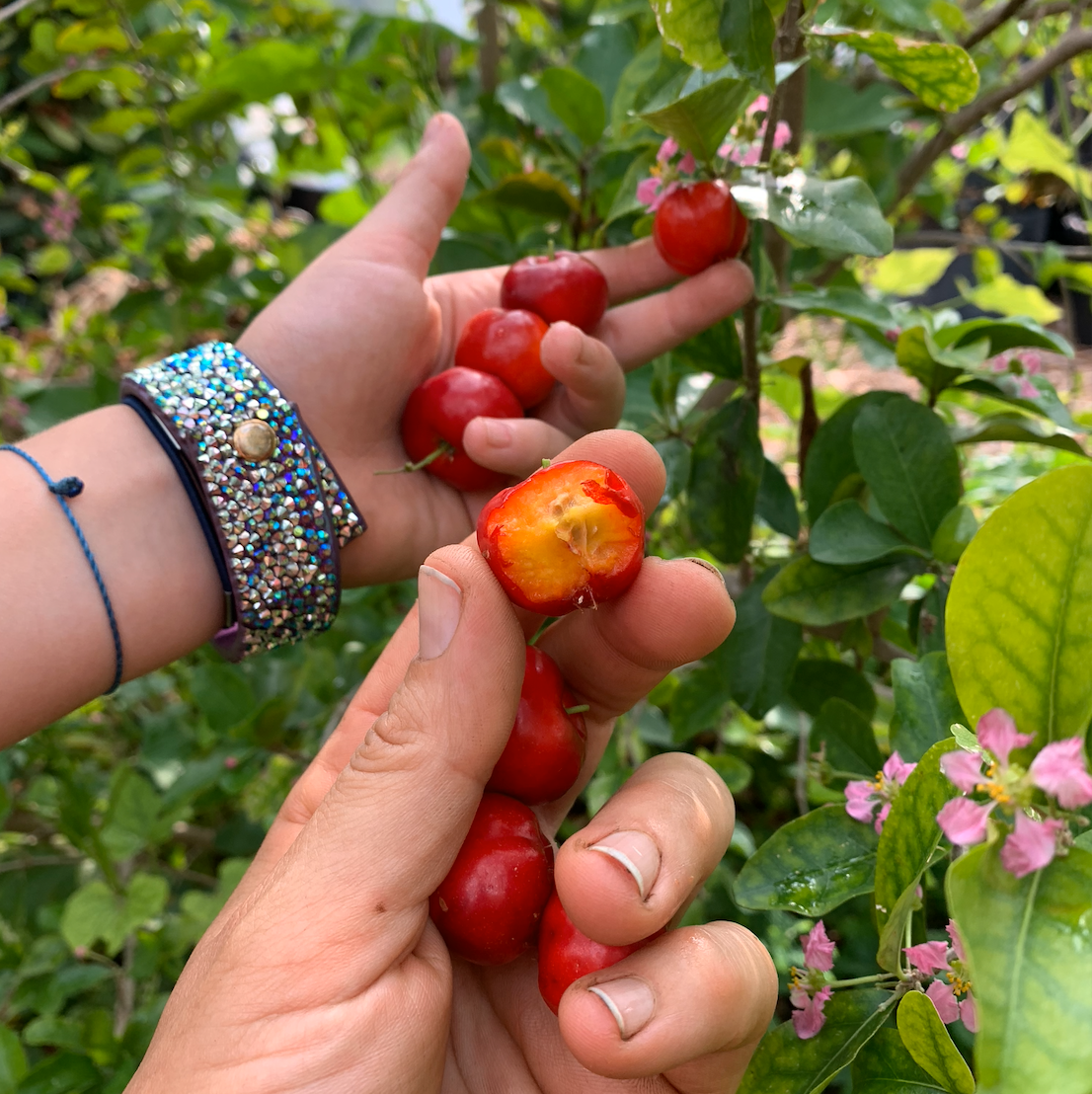 Barbados Cherry
