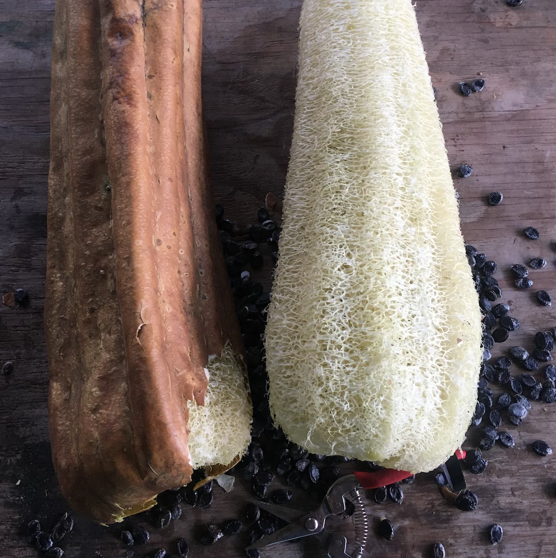Luffah Gourd (luffa aegyptiaca) 30 seeds