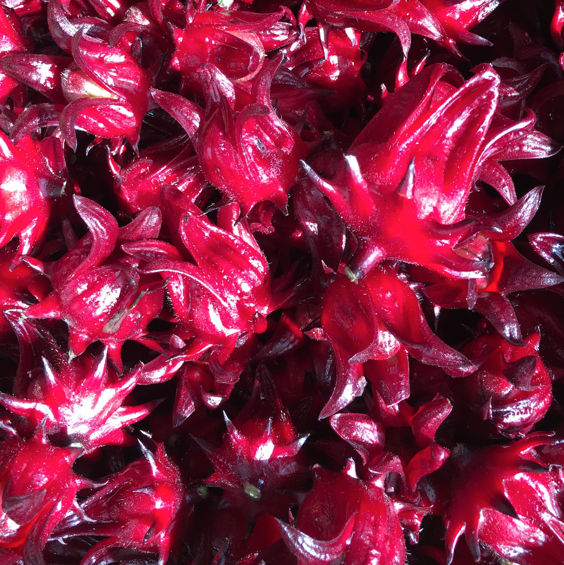 Roselle (hibiscus sabdariffa) 50 seeds