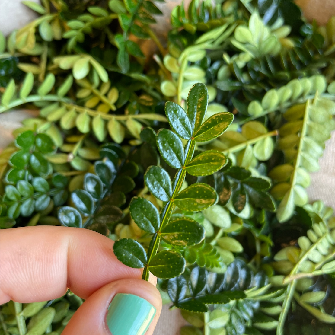 Chinese Pepper Tree aka Kinome Leaf