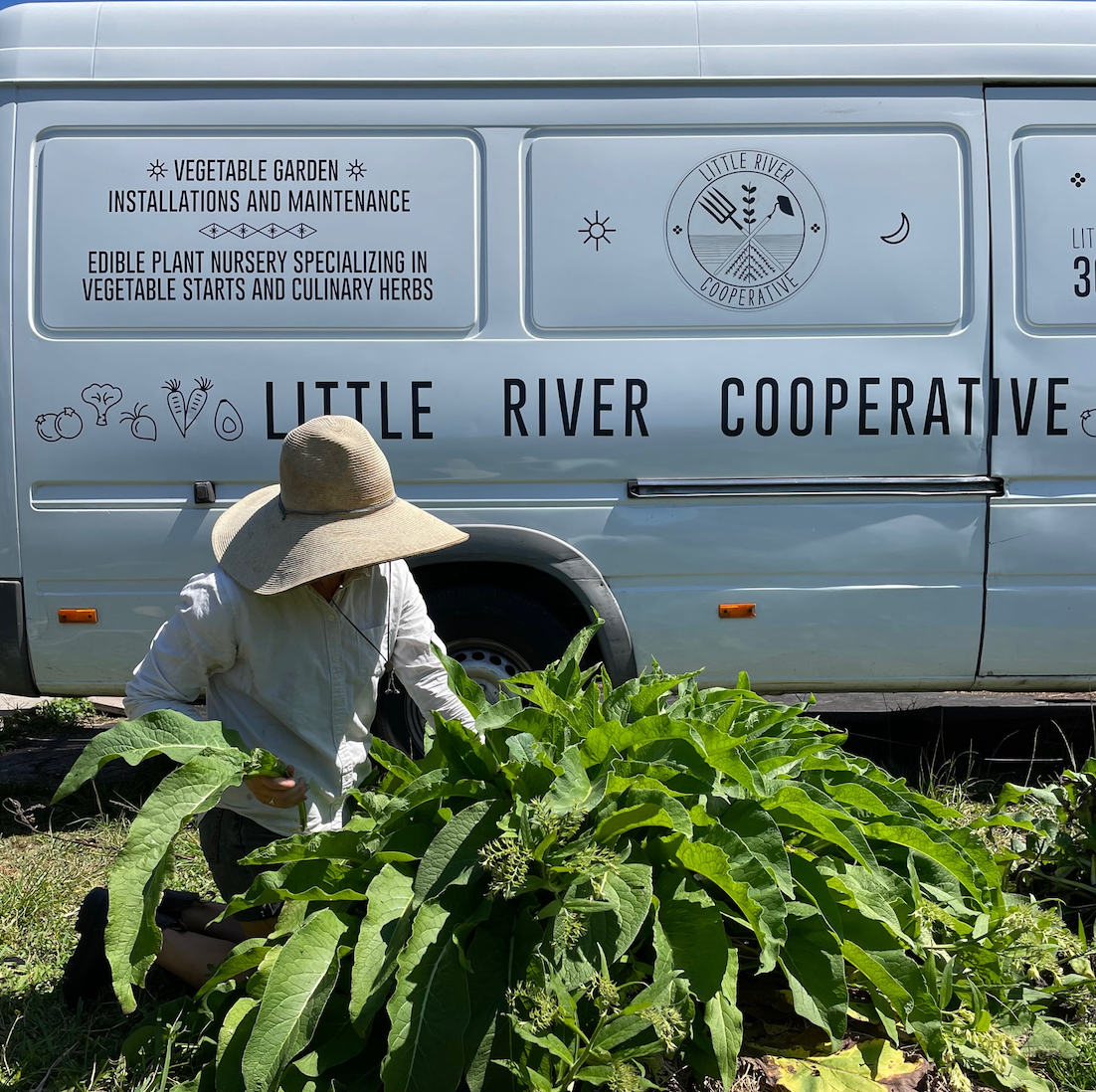 Comfrey