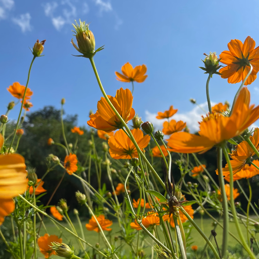 Orange Sulphur Cosmos