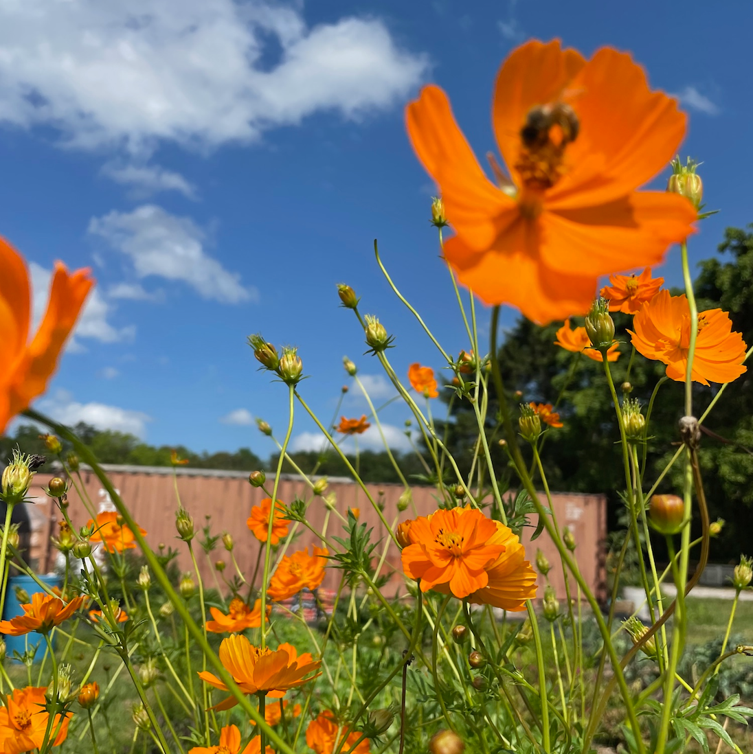 Orange Sulphur Cosmos
