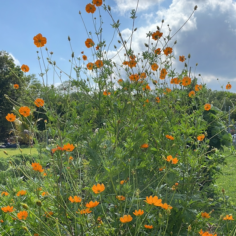 Orange Sulphur Cosmos