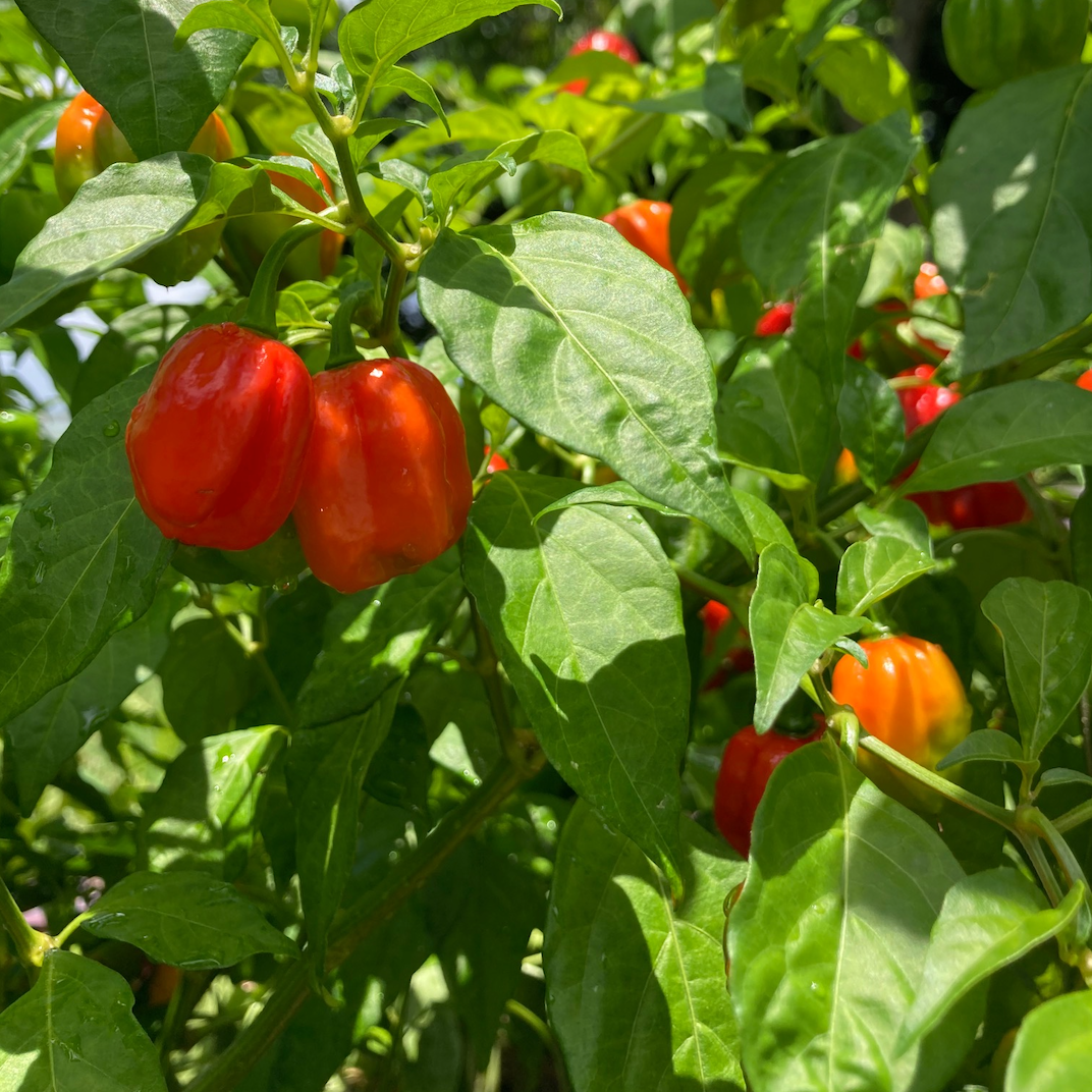 Aji Dulce Pepper Seeds