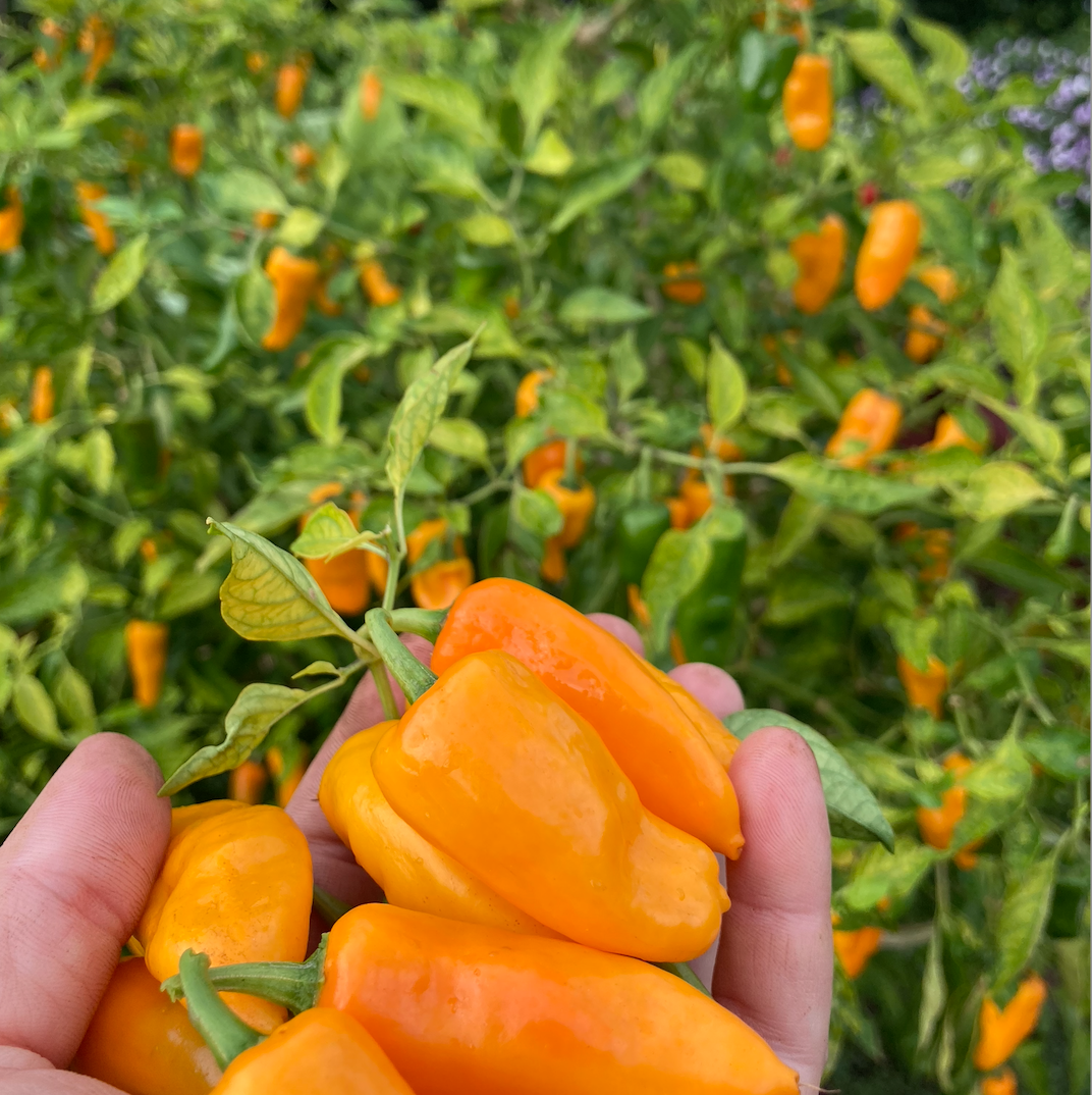 Datil Pepper