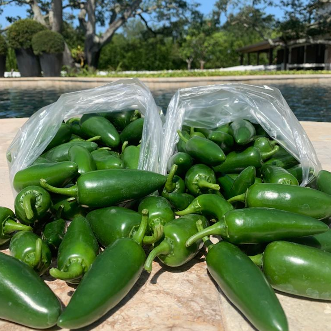 Jalapeño Pepper