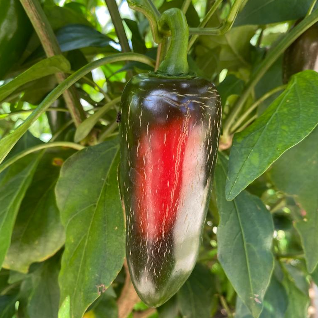 Jalapeño Pepper