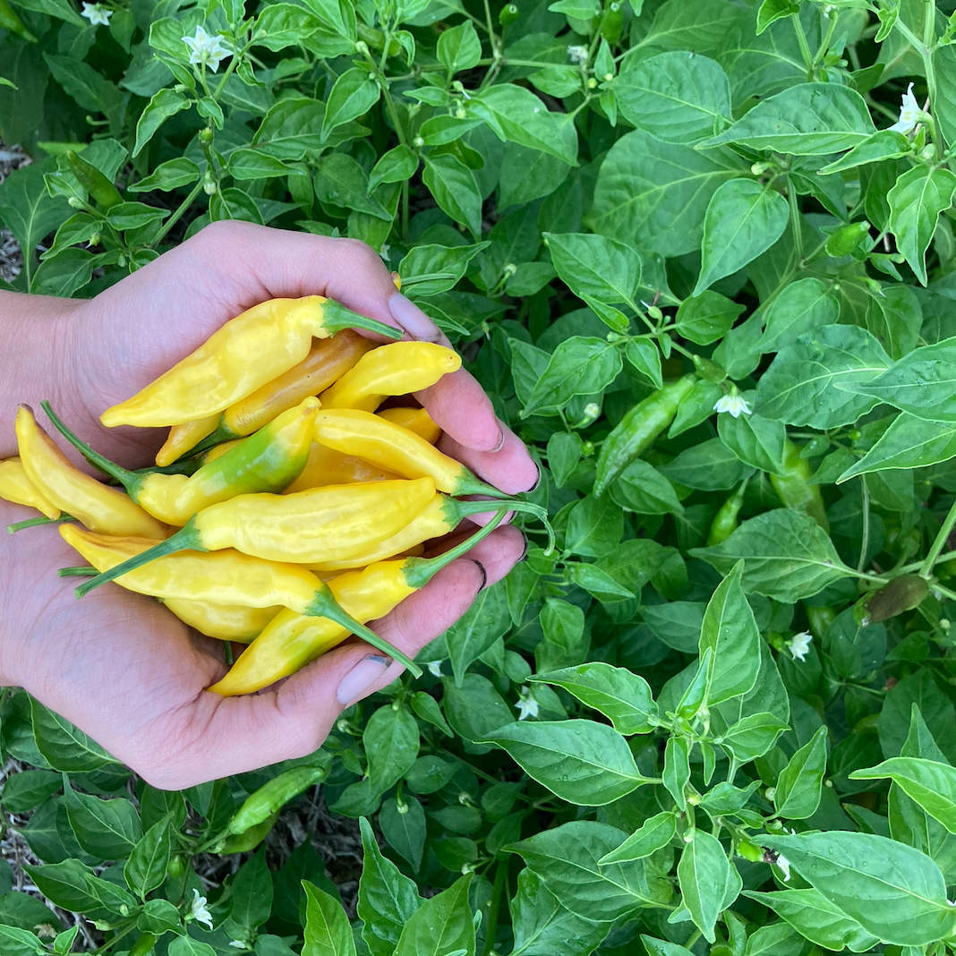 Lemon Drop Pepper
