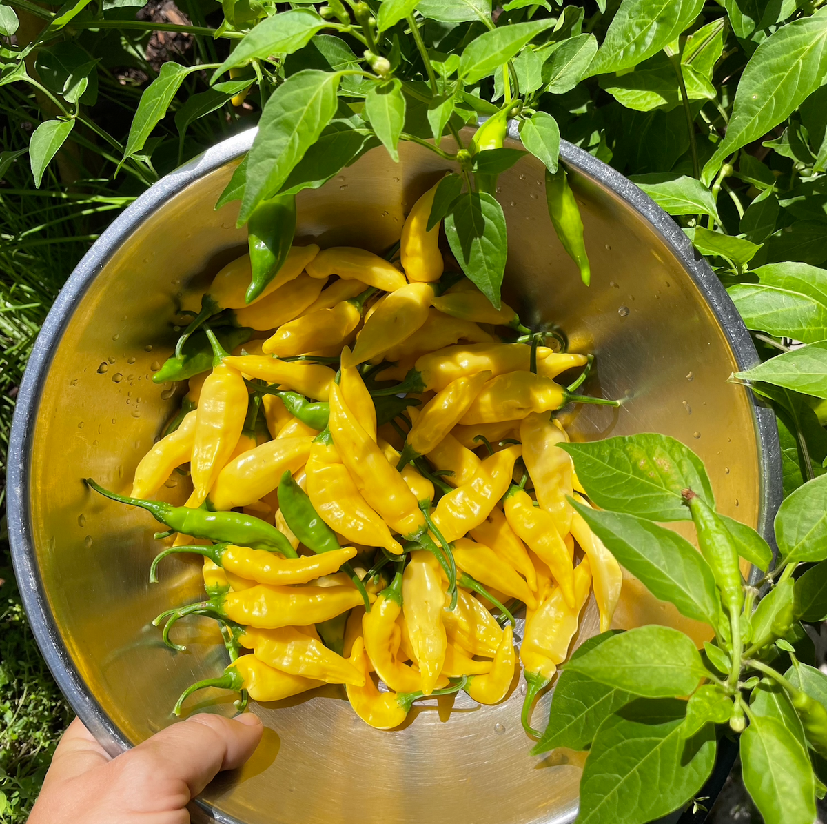 Lemon Drop Pepper
