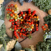 Tidy Treats Cherry Tomato