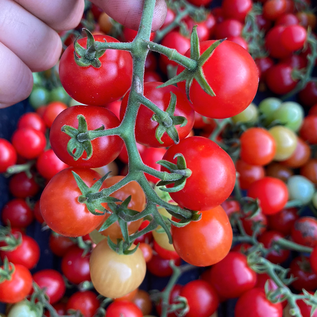 Tidy Treats Cherry Tomato