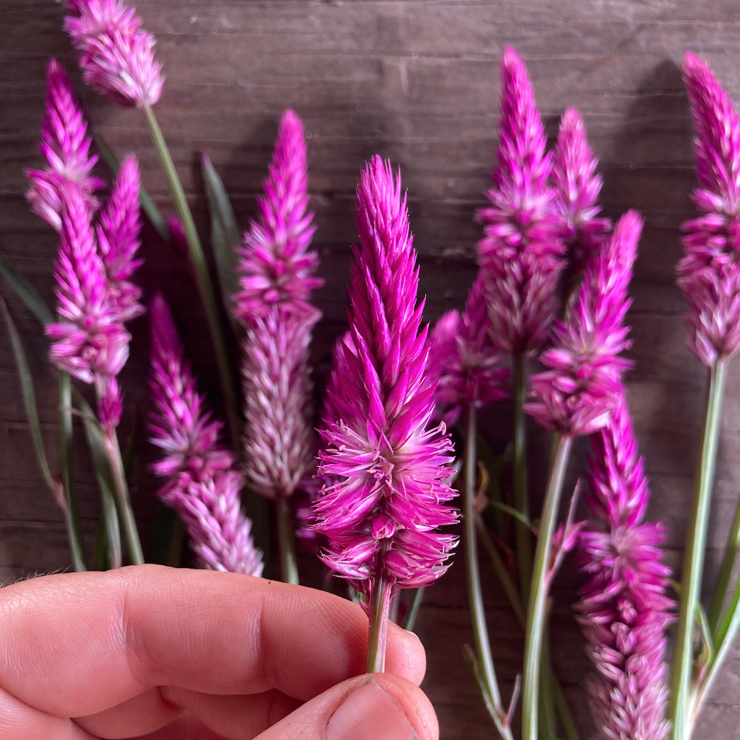 Flamingo Celosia