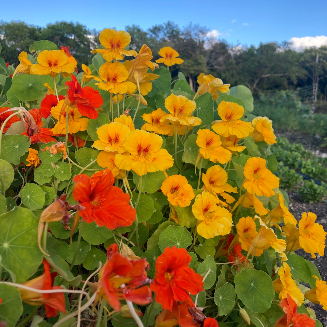Jewel Mix Nasturtiums - 6 pack