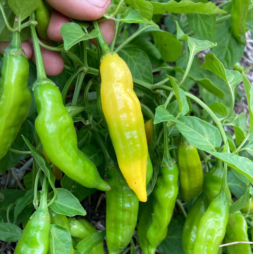 Lemon Drop Pepper