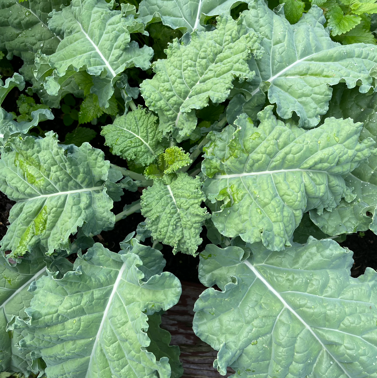 Rainbow Kale