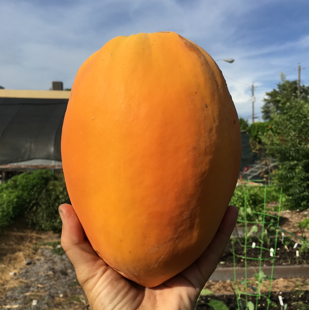 Red Lady Papaya